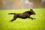 running Flat Coated Retriever