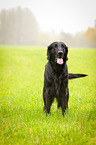 standing Flat Coated Retriever