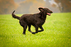 running Flat Coated Retriever