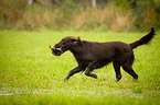 Flat Coated Retriever on duck hunting