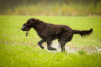 Flat Coated Retriever on duck hunting