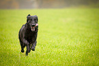 running Flat Coated Retriever