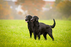 standing Flat Coated Retriever