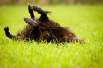 wallowing Flat Coated Retriever