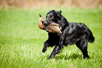 Flat Coated Retriever on duck hunting