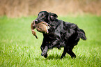 Flat Coated Retriever on duck hunting