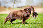Flat Coated Retriever on duck hunting