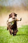 Flat Coated Retriever on duck hunting