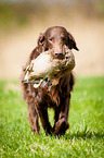 Flat Coated Retriever on duck hunting
