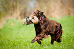 Flat Coated Retriever on duck hunting