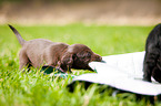 Flat Coated Retriever