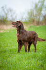 standing Flat Coated Retriever