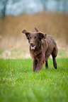 running Flat Coated Retriever