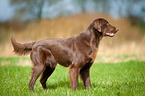 standing Flat Coated Retriever