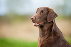 Flat Coated Retriever Portrait