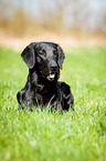 lying Flat Coated Retriever