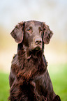Flat Coated Retriever Portrait