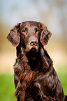 Flat Coated Retriever Portrait