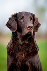 Flat Coated Retriever Portrait
