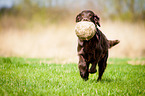 Flat Coated Retriever fetches Ball
