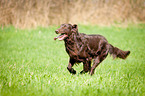 running Flat Coated Retriever