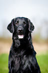 Flat Coated Retriever Portrait