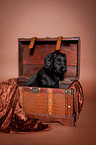 Flat Coated Retriever Puppy in crate