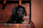 Flat Coated Retriever Puppy in crate