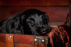 Flat Coated Retriever Puppy in crate