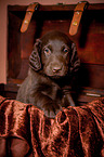 Flat Coated Retriever Puppy in crate