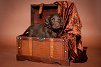Flat Coated Retriever Puppy in crate