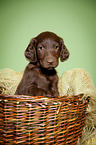 Flat Coated Retriever Puppy in basket