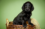 Flat Coated Retriever Puppy in basket