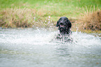 Flat Coated Retriever in the water