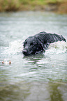 Flat Coated Retriever in the water