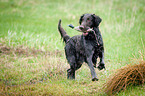 Flat Coated Retriever retrieves duck dummy