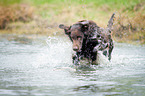running Flat Coated Retriever