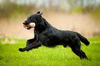 Flat Coated Retriever retrieves Dummy