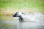 running Flat Coated Retriever