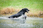 Flat Coated Retriever retrieves duck dummy