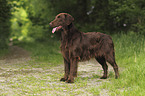 Flat Coated Retriever