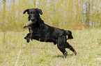 playing Flat Coated Retriever