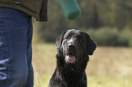 Flat Coated Retriever Portrait