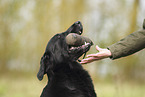 retrieving Flat Coated Retriever