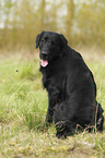 sitting Flat Coated Retriever