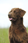 Flat Coated Retriever Portrait