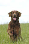 sitting Flat Coated Retriever