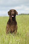 sitting Flat Coated Retriever