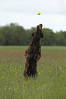 jumping Flat Coated Retriever