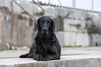 Flat Coated Retriever